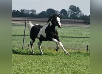 Pintos Mix, Hengst, 1 Jahr, 168 cm, Schecke