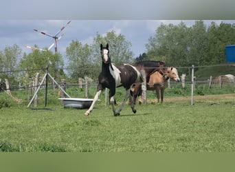 Pintos Mix, Hengst, 1 Jahr, 168 cm, Schecke