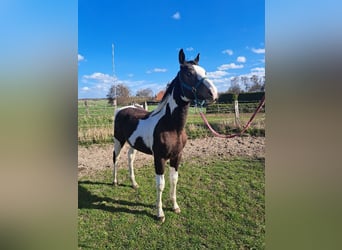 Pintos Mix, Hengst, 1 Jahr, 170 cm, Schecke