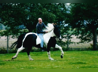 Pintos, Hengst, 20 Jaar, 170 cm, Gevlekt-paard