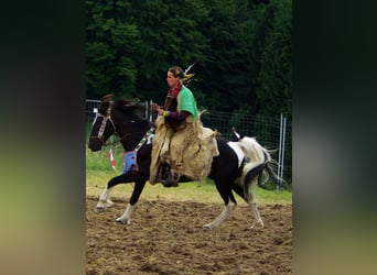 Pintos, Hengst, 25 Jahre, 146 cm, Tobiano-alle-Farben