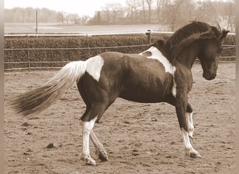 Pintos, Hengst, 25 Jahre, 146 cm, Tobiano-alle-Farben