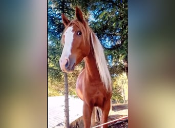 Pintos Mix, Hengst, 2 Jaar, 155 cm, Gevlekt-paard