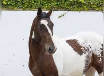 Pintos, Hengst, 2 Jaar, 159 cm, Gevlekt-paard