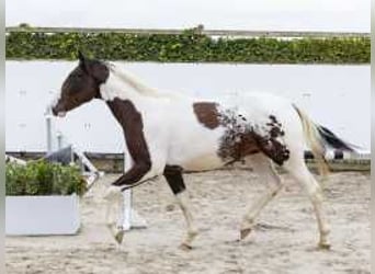 Pintos, Hengst, 2 Jaar, 159 cm, Gevlekt-paard