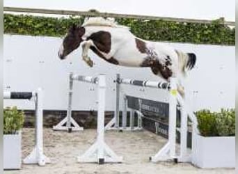 Pintos, Hengst, 2 Jaar, 159 cm, Gevlekt-paard