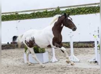 Pintos, Hengst, 2 Jaar, 159 cm, Gevlekt-paard