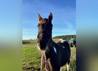Pintos Mix, Hengst, 2 Jahre, 150 cm, Schecke