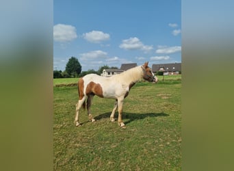 Pintos, Hengst, 2 Jahre, 155 cm, Schecke