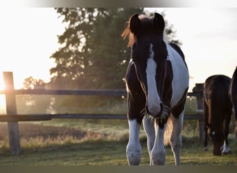 Pintos, Hengst, 2 Jahre, 170 cm, Schecke