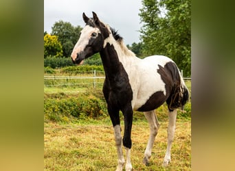 Pintos, Hengst, 3 Jaar, 150 cm, Gevlekt-paard