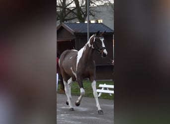 Pintos, Hengst, 3 Jaar, 155 cm, Gevlekt-paard