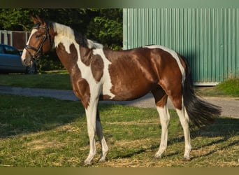 Pintos, Hengst, 3 Jaar, 155 cm, Gevlekt-paard