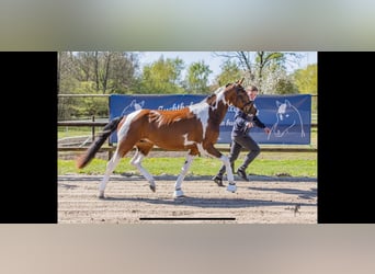 Pintos, Hengst, 3 Jaar, 155 cm, Gevlekt-paard