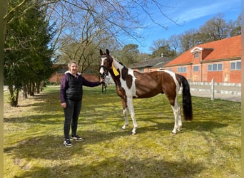 Pintos, Hengst, 3 Jaar, 155 cm, Gevlekt-paard