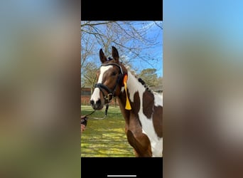 Pintos, Hengst, 3 Jaar, 155 cm, Gevlekt-paard
