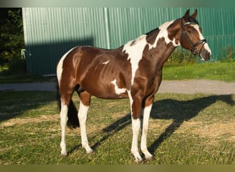 Pintos, Hengst, 3 Jaar, 155 cm, Gevlekt-paard