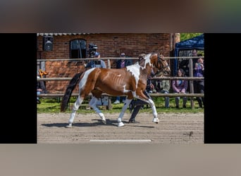 Pintos, Hengst, 3 Jaar, 155 cm, Gevlekt-paard