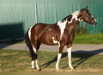Pintos, Hengst, 3 Jaar, 155 cm, Gevlekt-paard