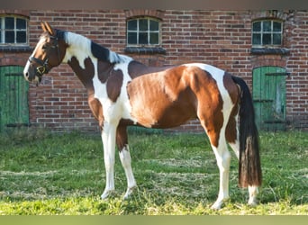 Pintos, Hengst, 3 Jaar, 155 cm, Gevlekt-paard