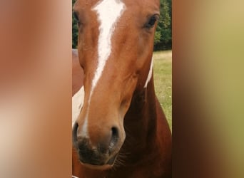 Pintos, Hengst, 3 Jaar, 160 cm, Gevlekt-paard