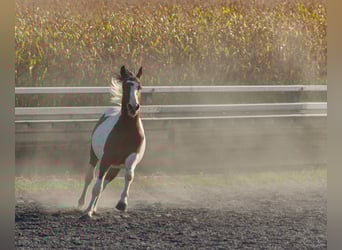 Pintos Mix, Hengst, 3 Jaar, Tobiano-alle-kleuren