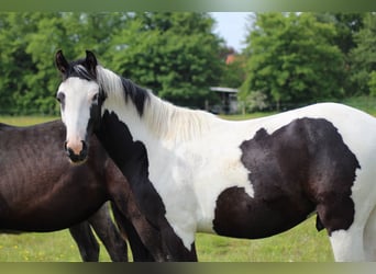 Pintos, Hengst, 3 Jahre, 150 cm, Schecke