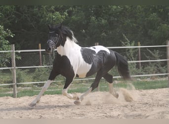 Pintos Mix, Hengst, 3 Jahre, 162 cm, Schecke