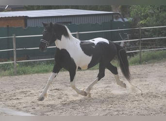 Pintos Mix, Hengst, 3 Jahre, 162 cm, Schecke