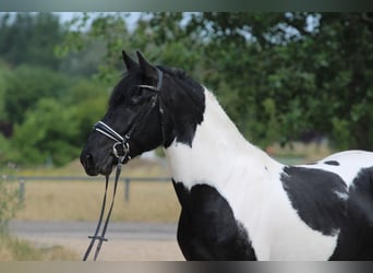 Pintos Mix, Hengst, 3 Jahre, 162 cm, Schecke