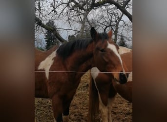 Pintos, Hengst, 3 Jahre, 163 cm, Tobiano-alle-Farben