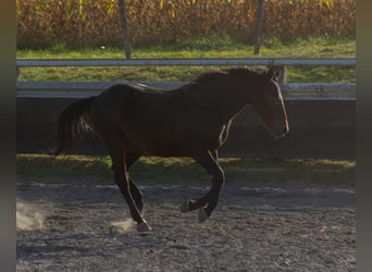 Pintos, Hengst, 3 Jahre, Rappe