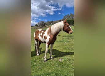 Pintos, Hengst, 4 Jaar, Gevlekt-paard