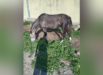 Pintos Mix, Hengst, 4 Jahre, 148 cm, Roan-Red