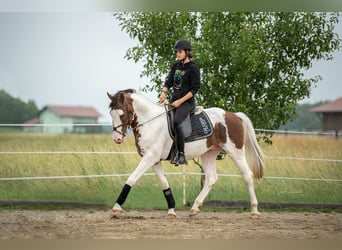 Pintos, Hengst, 5 Jaar, 155 cm, Gevlekt-paard