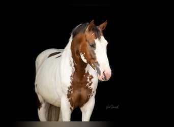 Pintos, Hengst, 5 Jaar, 155 cm, Gevlekt-paard