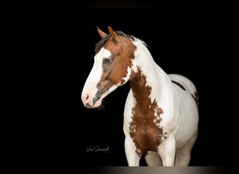 Pintos, Hengst, 5 Jahre, 155 cm, Schecke