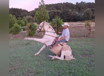 Pintos Mix, Hengst, 7 Jahre, 160 cm, Palomino