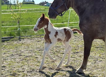 Pintos Mix, Hengst, , 160 cm, Schecke