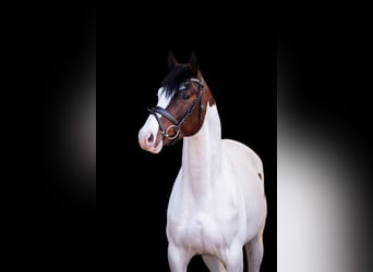 Pintos, Hengst, 5 Jaar, 158 cm, Gevlekt-paard