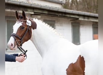 Pintos, Hengst, 4 Jahre, 159 cm, Schecke