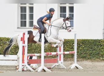 Pintos, Hengst, 4 Jahre, 159 cm, Schecke