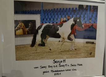 Pintos, Hengst, 6 Jahre, 162 cm, Schecke