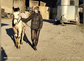 Pintos Mix, Hengst, Veulen (01/2025), 152 cm, Tobiano-alle-kleuren