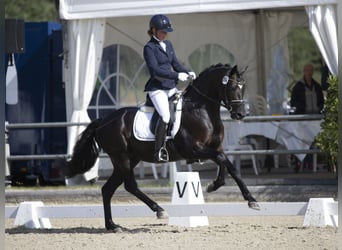 Pintos, Hengst, veulen (05/2023), 160 cm, Gevlekt-paard