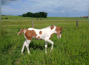 Pintos Mix, Hengst, , 160 cm, Gevlekt-paard
