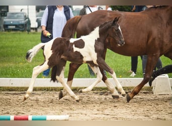 Pintos, Hengst, Veulen (06/2025), Gevlekt-paard