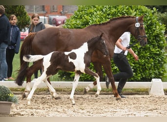 Pintos, Hengst, Veulen (06/2025), Gevlekt-paard