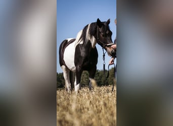 Pintos Croisé, Hongre, 10 Ans, 155 cm, Pinto