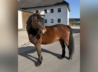 Pintos, Hongre, 11 Ans, 158 cm, Bai